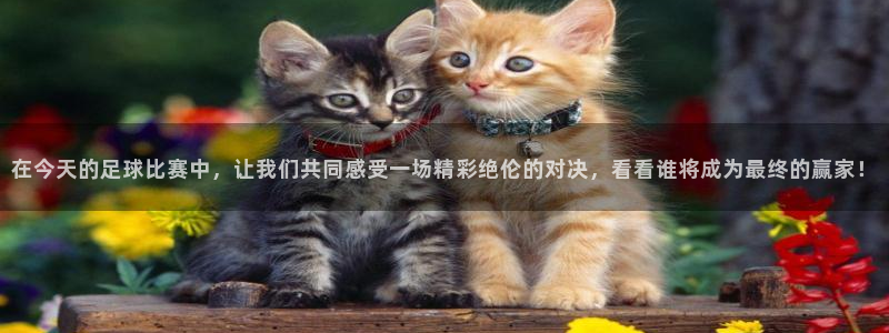 九球直播nba在线