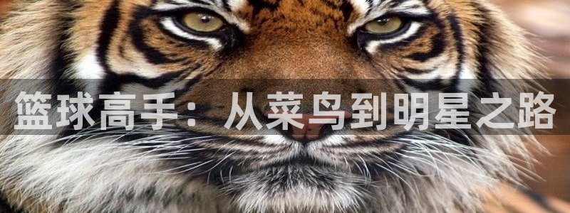 九球nba直播在线观看高清直播免费：篮球高手：从菜鸟到明星之路